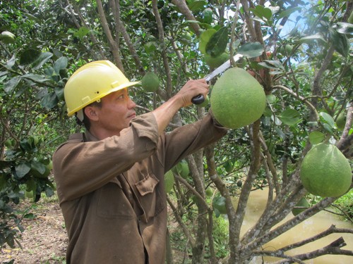 PM Nguyen Tan Dung opens global agricultural conference  - ảnh 1